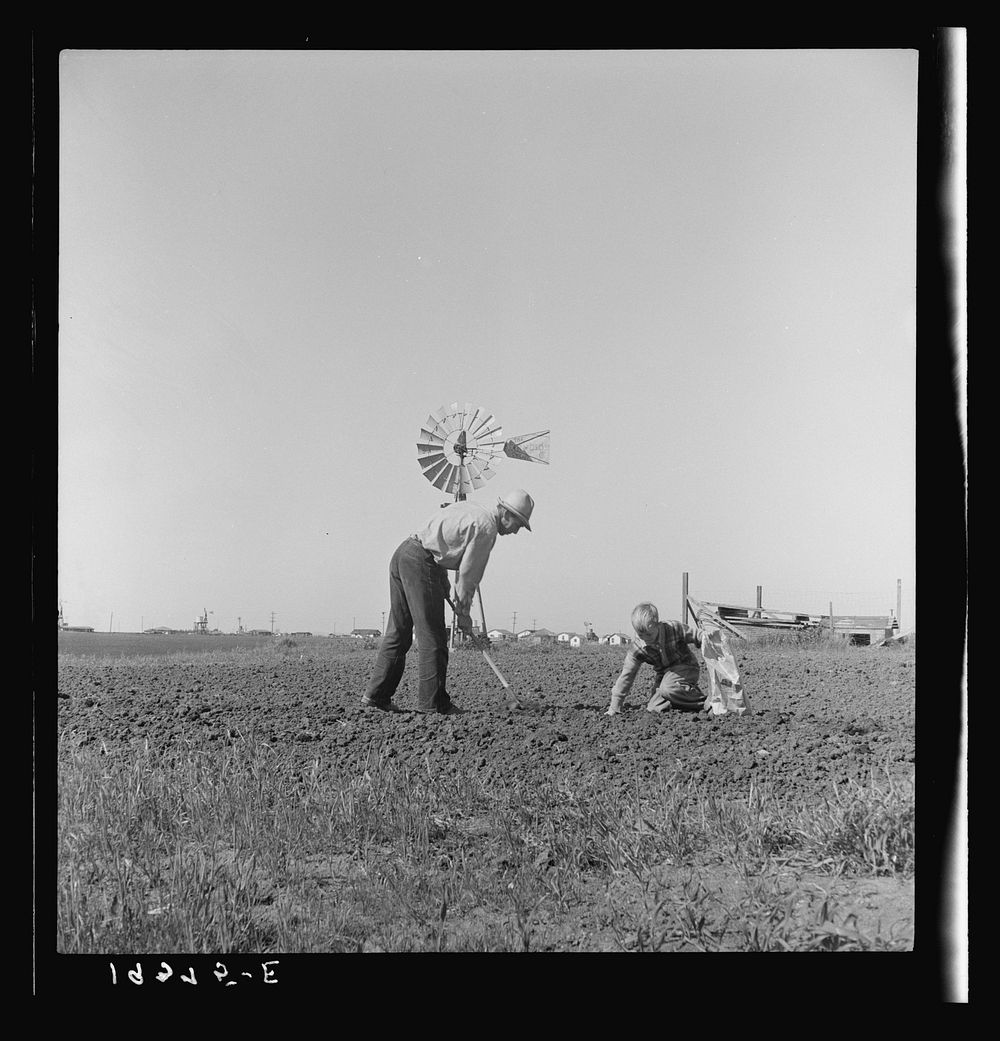 [Untitled photo, possibly related to: Outskirts of Salinas, California. Father and son planting potatoes. These people are…
