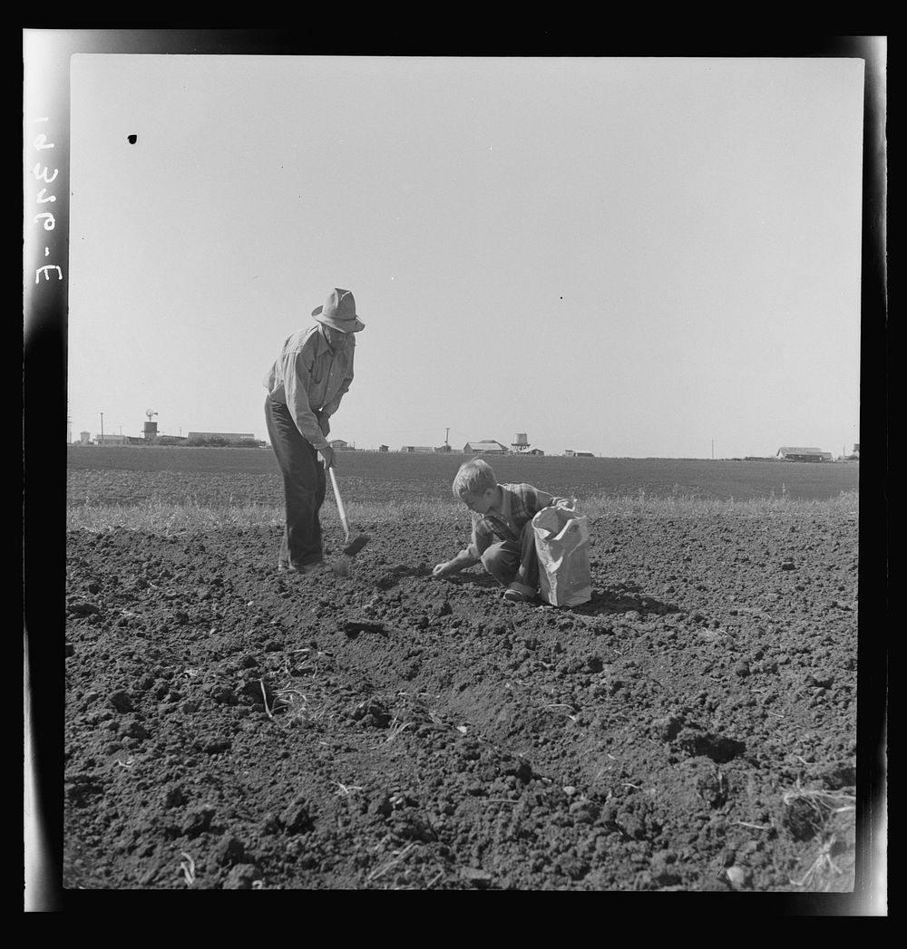 [Untitled photo, possibly related to: Outskirts of Salinas, California. Father and son planting potatoes. These people are…