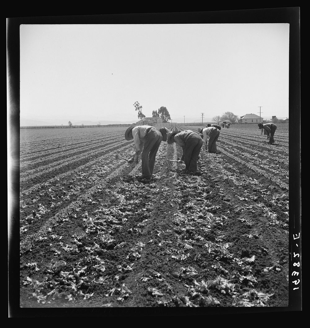 [Untitled photo, possibly related to: Gang of Filipino boys thinning lettuce. Salinas Valley, California]. Sourced from the…