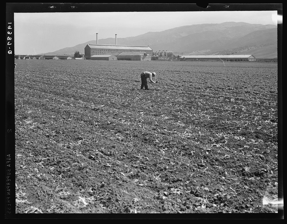 [Untitled photo, possibly related to: Spreckels sugar factory and sugar beet field with Mexican and Filipino workers…