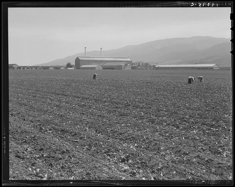 [Untitled photo, possibly related to: Spreckels sugar factory and sugar beet field with Mexican and Filipino workers…