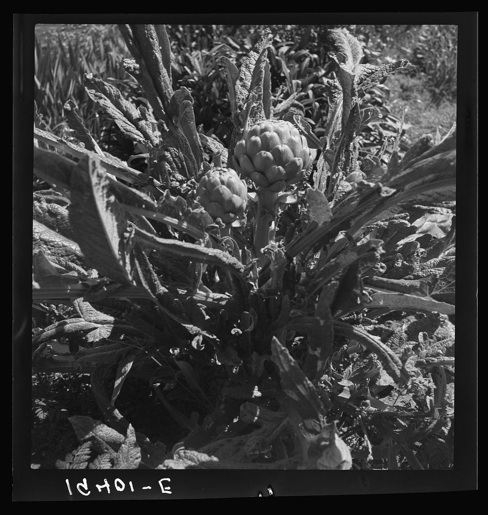 [Untitled photo, possibly related to: Artichoke. Monterey County, California]. Sourced from the Library of Congress.