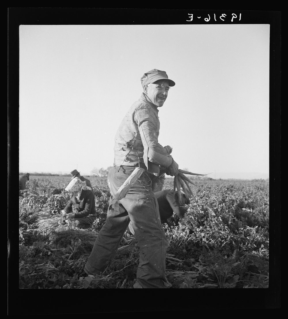 [Untitled photo, possibly related to: Migratory field worker pulling carrots. Imperial Valley, California]. Sourced from the…