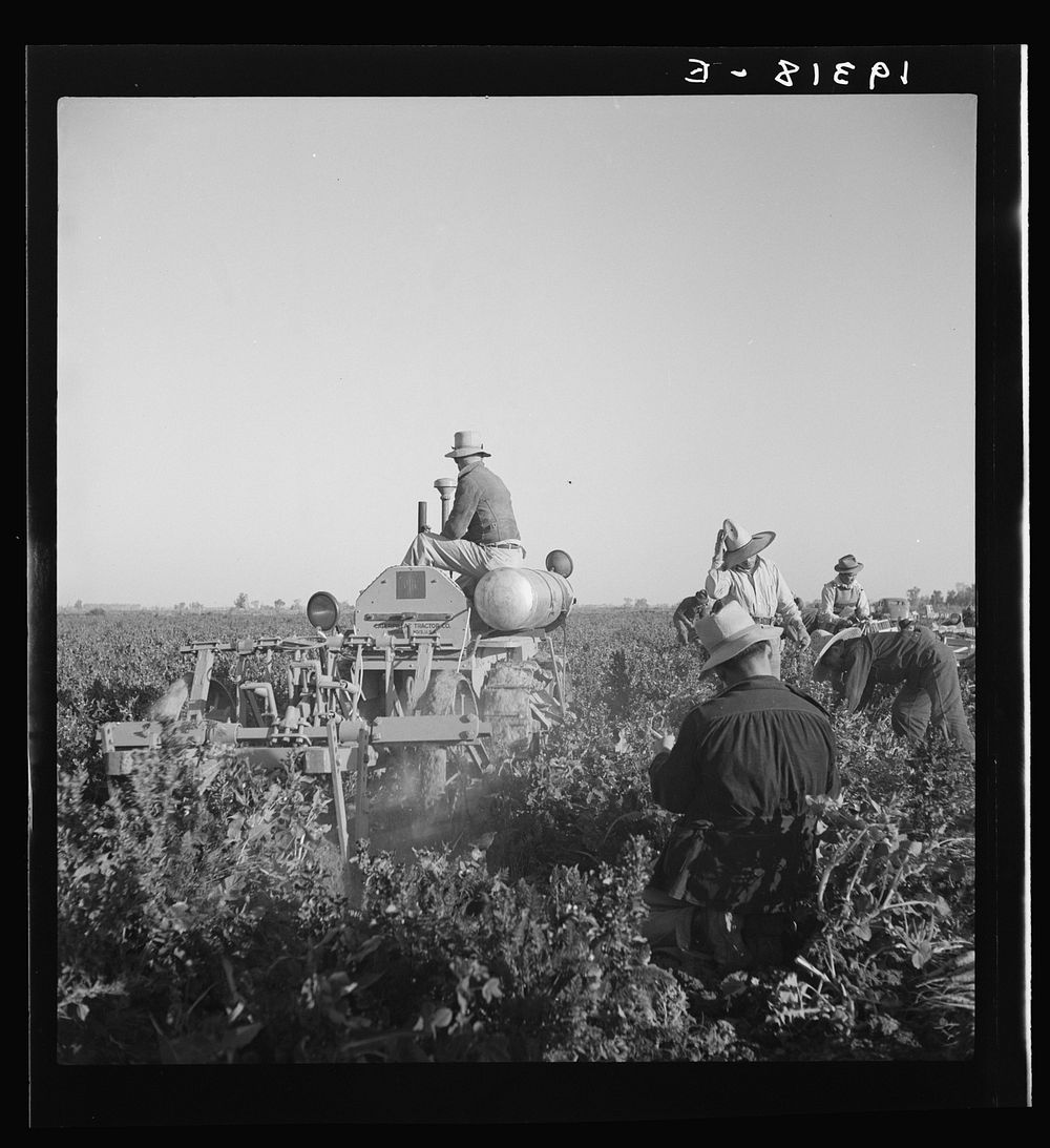 Carrot digger. Imperial Valley, near Meloland, California. Sourced from the Library of Congress.