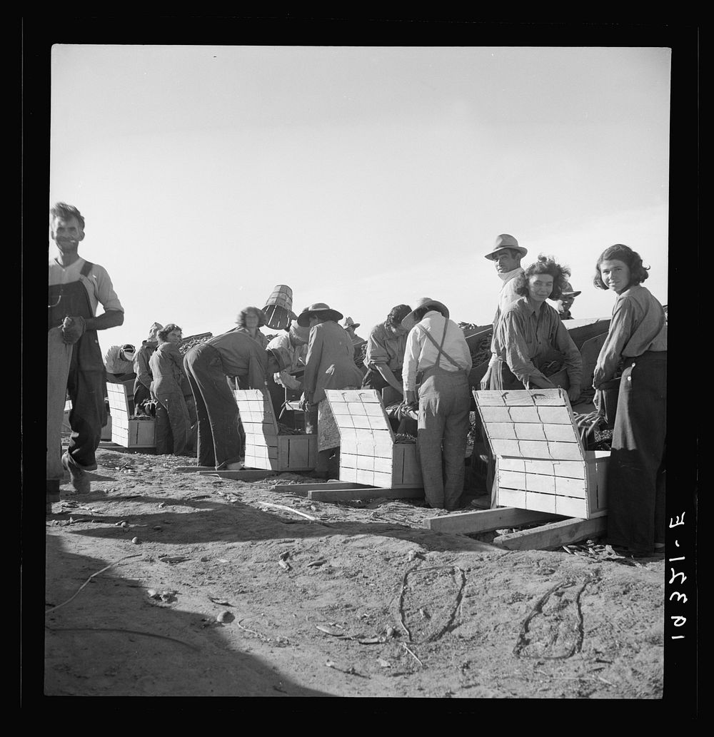 Large-scale industrialized agriculture. Calipatria, Imperial Valley, California. Migratory workers packing peas for market…