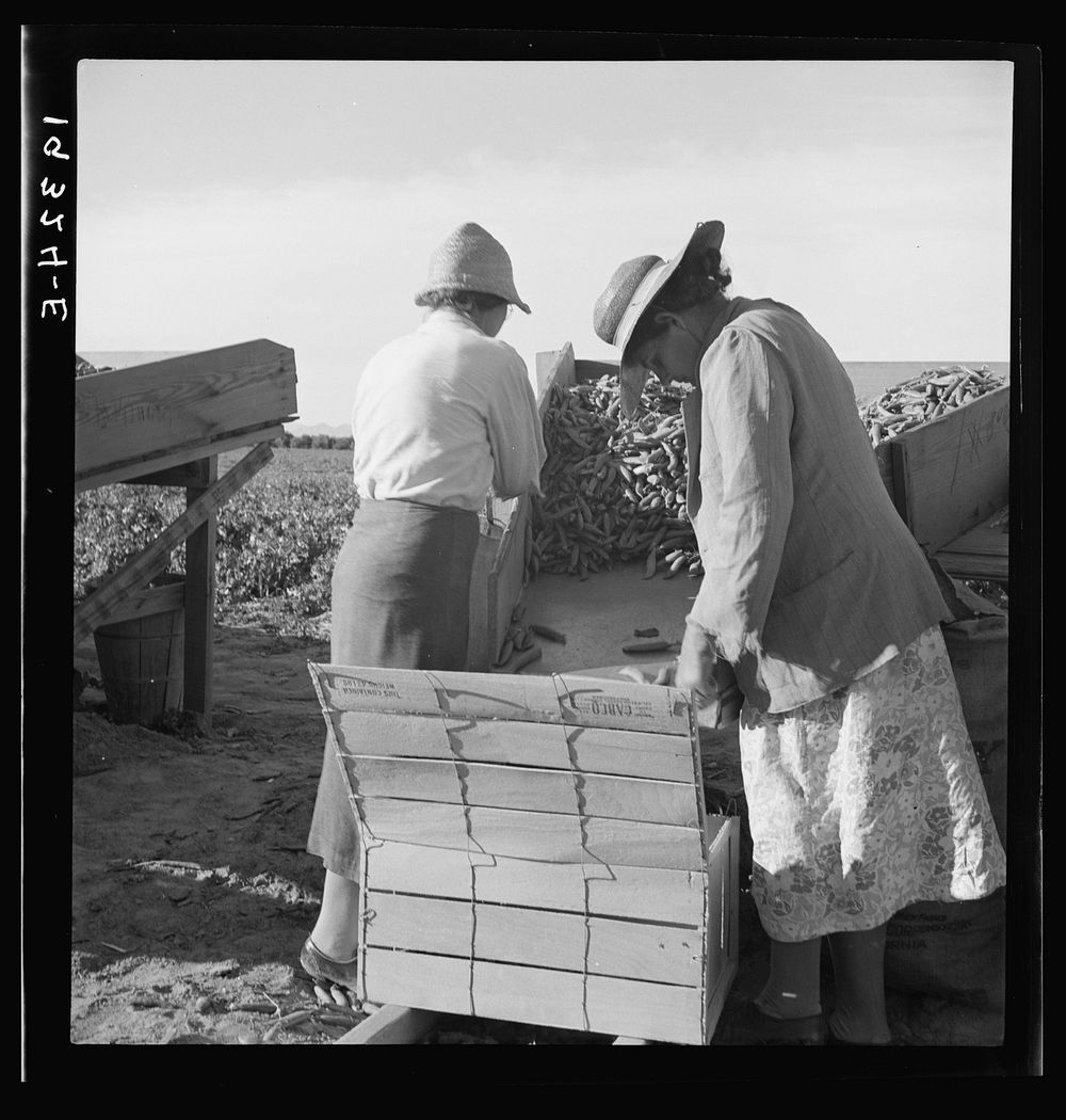 [Untitled photo, possibly related to: Large-scale industrialized agriculture. Calipatria, Imperial Valley, California.…