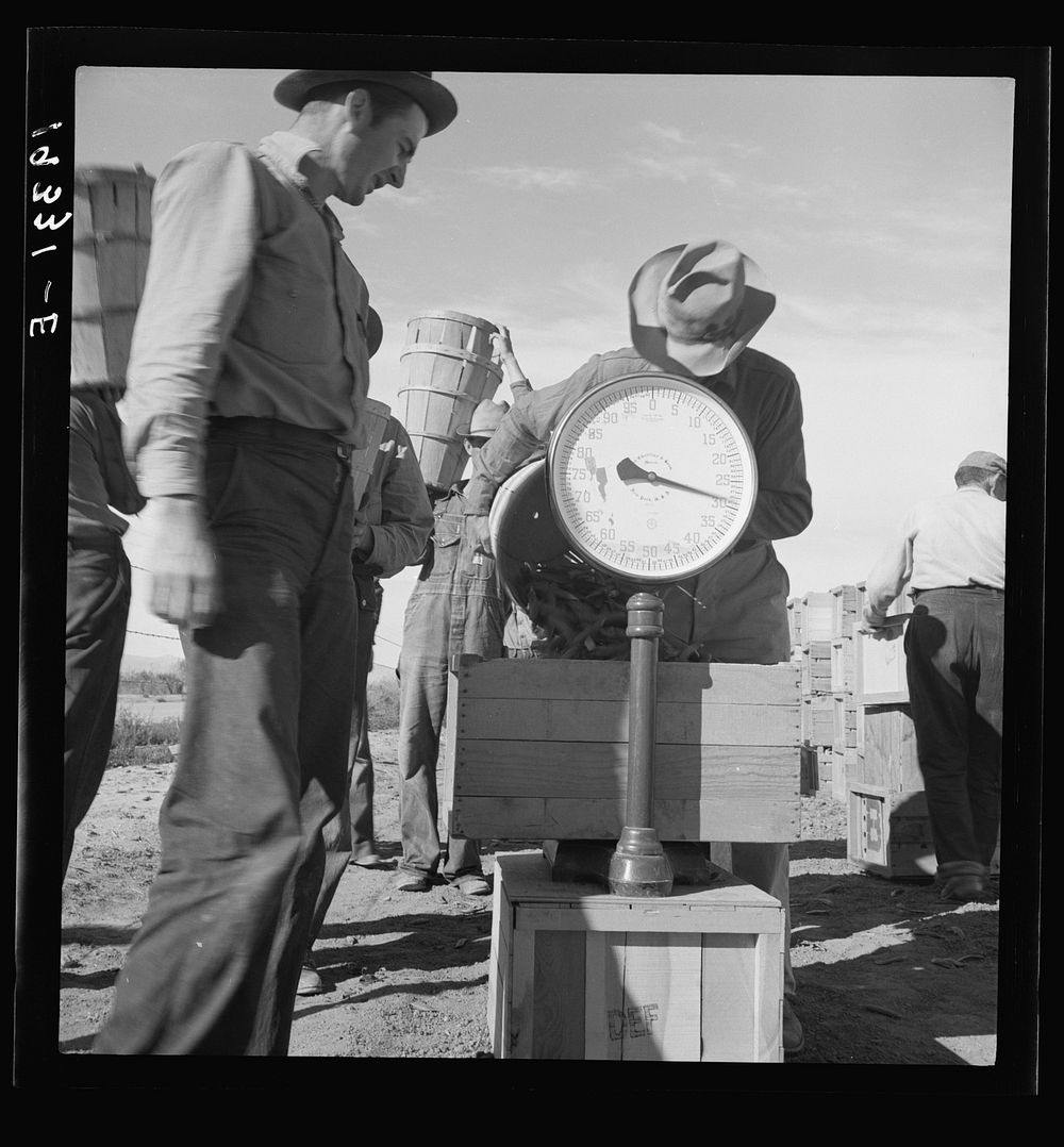 [Untitled photo, possibly related to: Pea picker at scales. Near Calipatria, Imperial Valley, California]. Sourced from the…