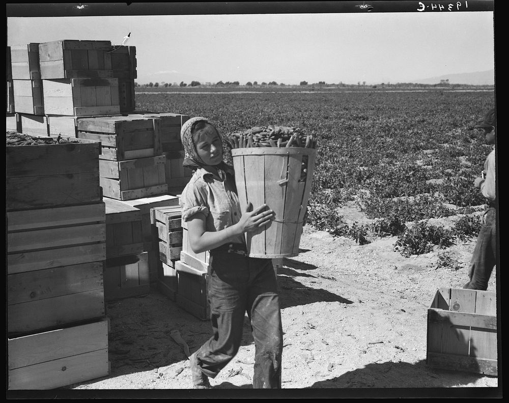 Pea picker. Imperial Valley, California. Sourced from the Library of Congress.