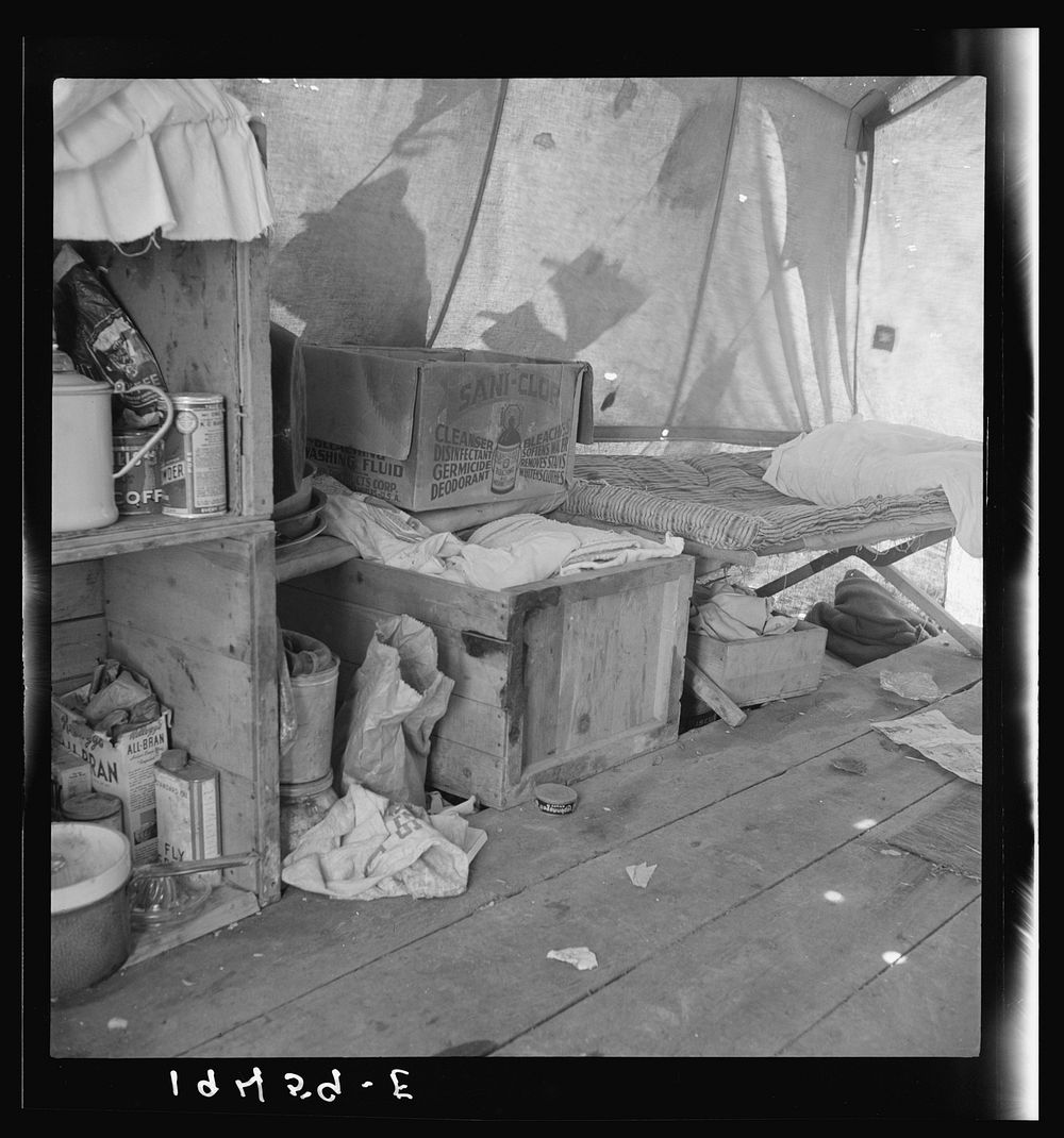 Tent interior in a pea pickers' camp. Food supply and household equipment. Santa Clara County, California. Sourced from the…