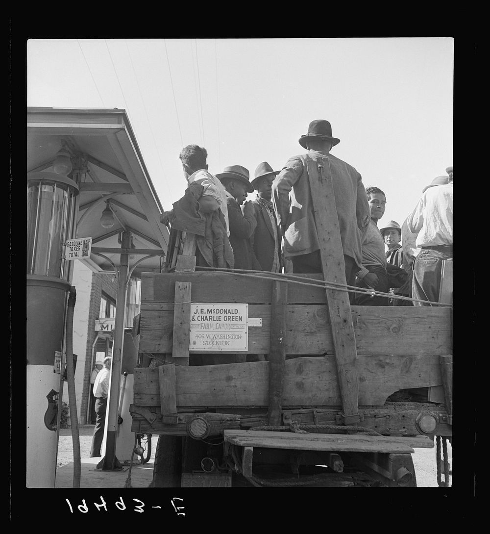 Gangs of single men, pea pickers, transported to fields by contractors. Stanislaus County, California. Sourced from the…