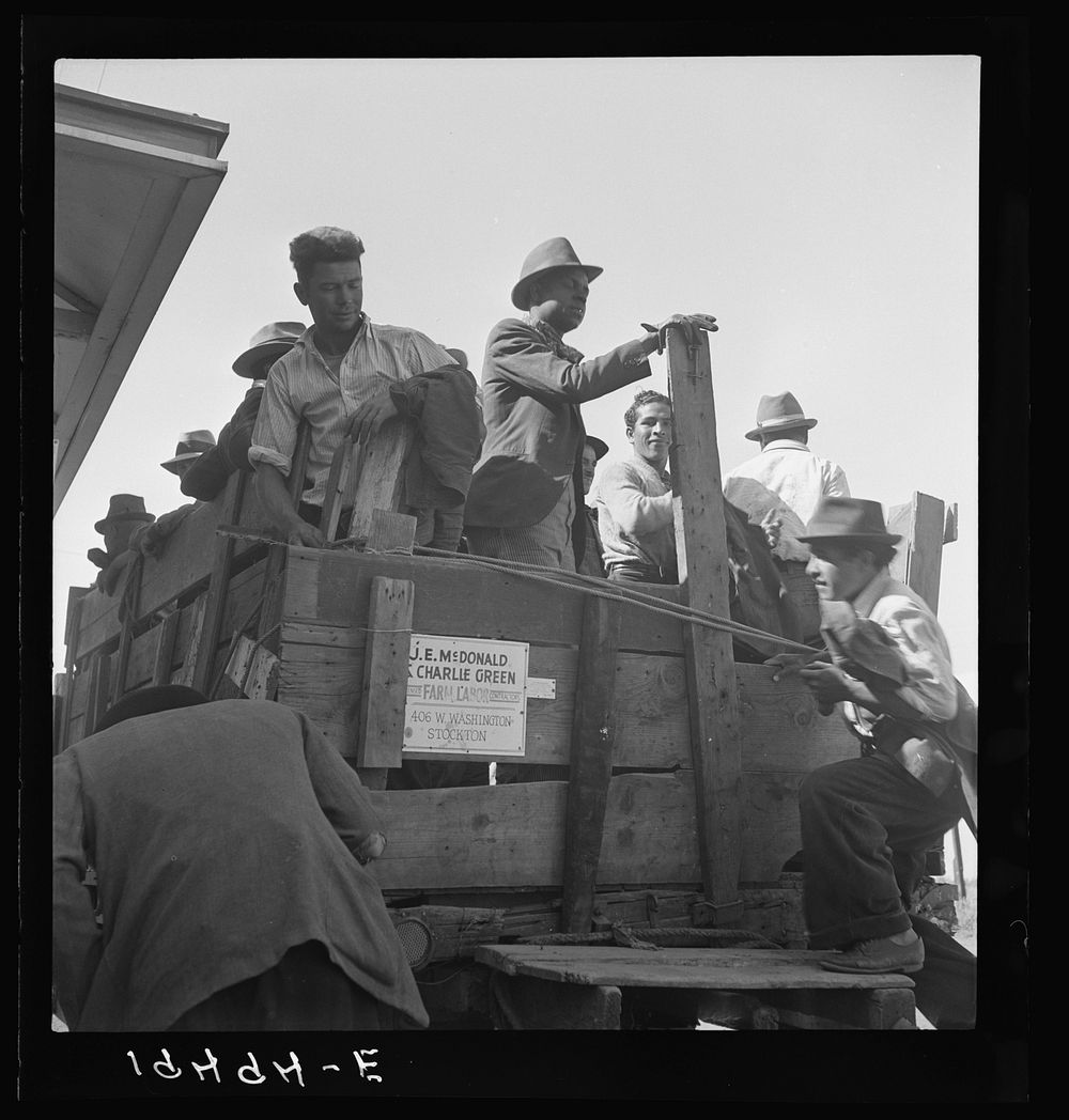 [Untitled photo, possibly related to: Gangs of single men, pea pickers, transported to fields by contractors. Stanislaus…