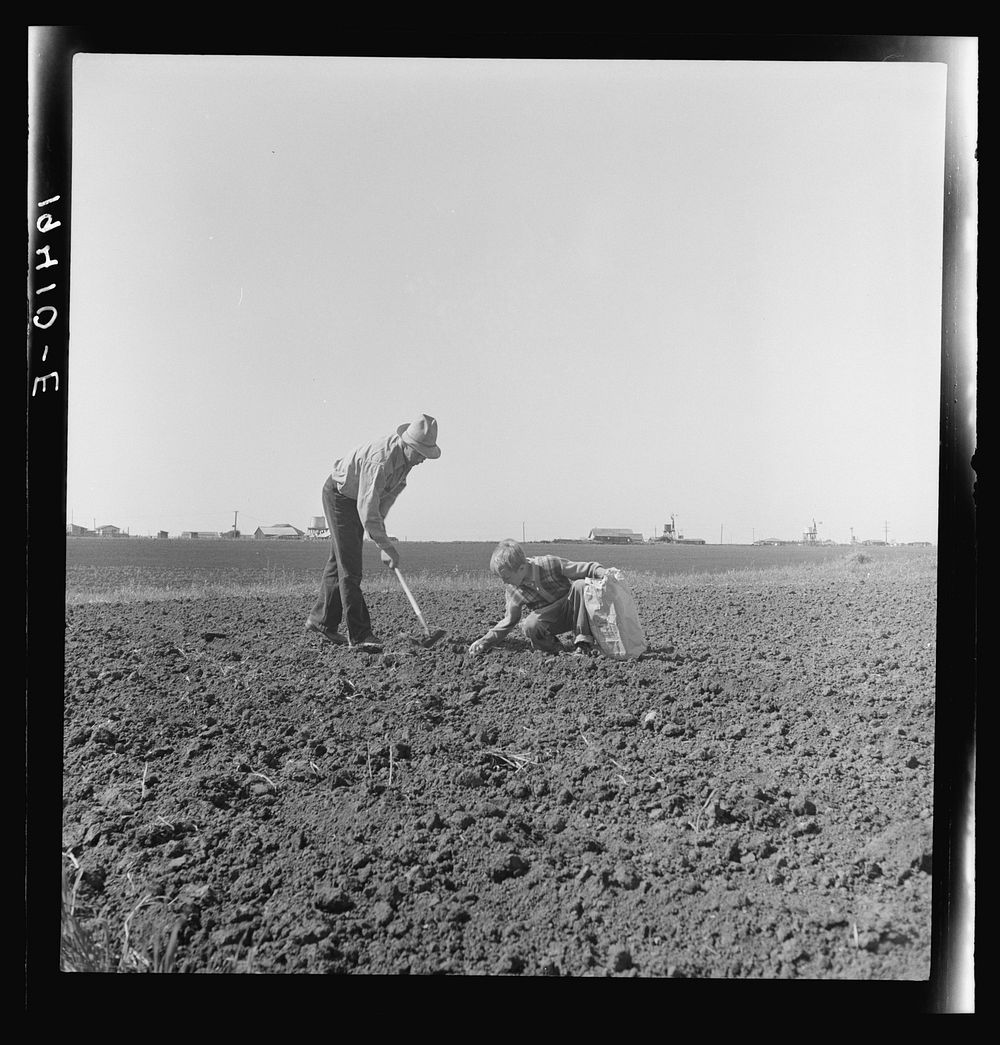 Outskirts of Salinas, California. Father and son planting potatoes. These people are lettuce workers, migrants from…