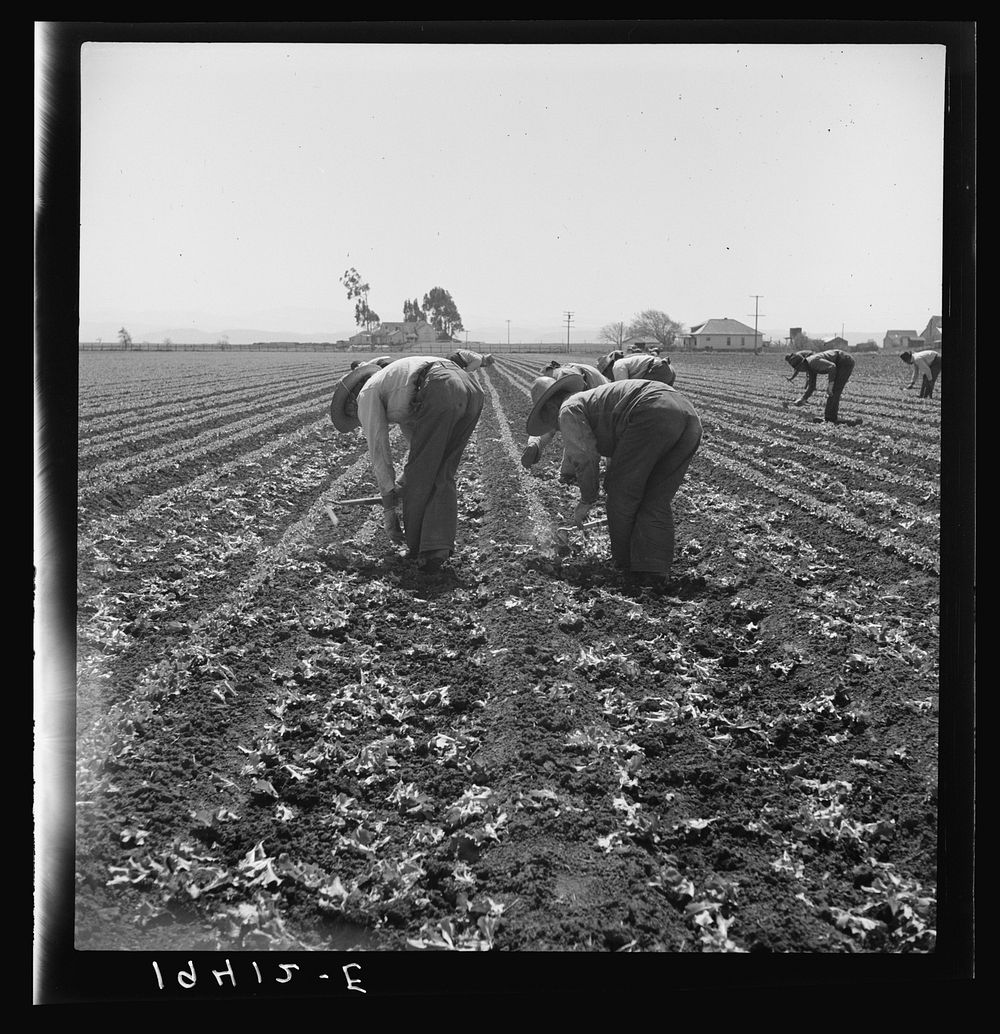 Gang of Filipino boys thinning lettuce. Salinas Valley, California. Sourced from the Library of Congress.