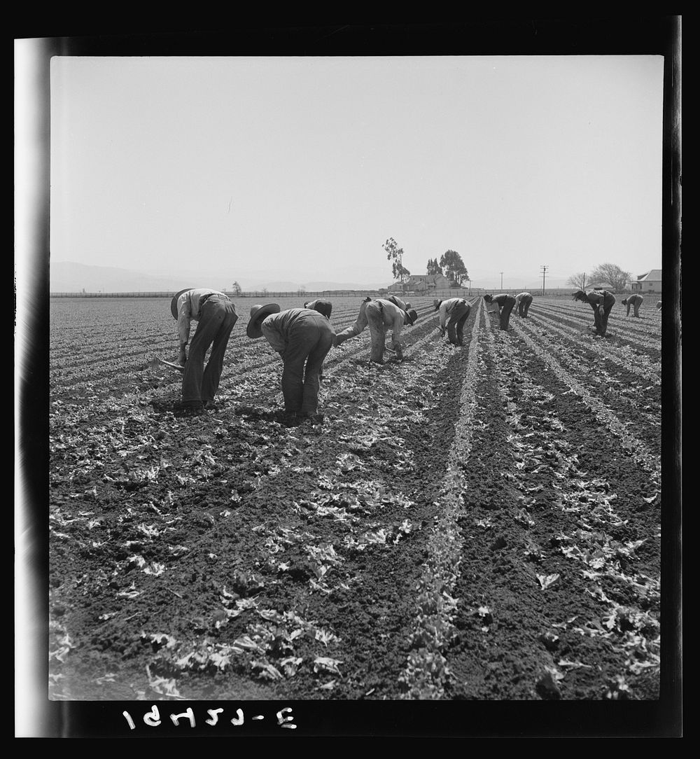 Gang of Filipino boys thinning lettuce. Salinas, California. Sourced from the Library of Congress.