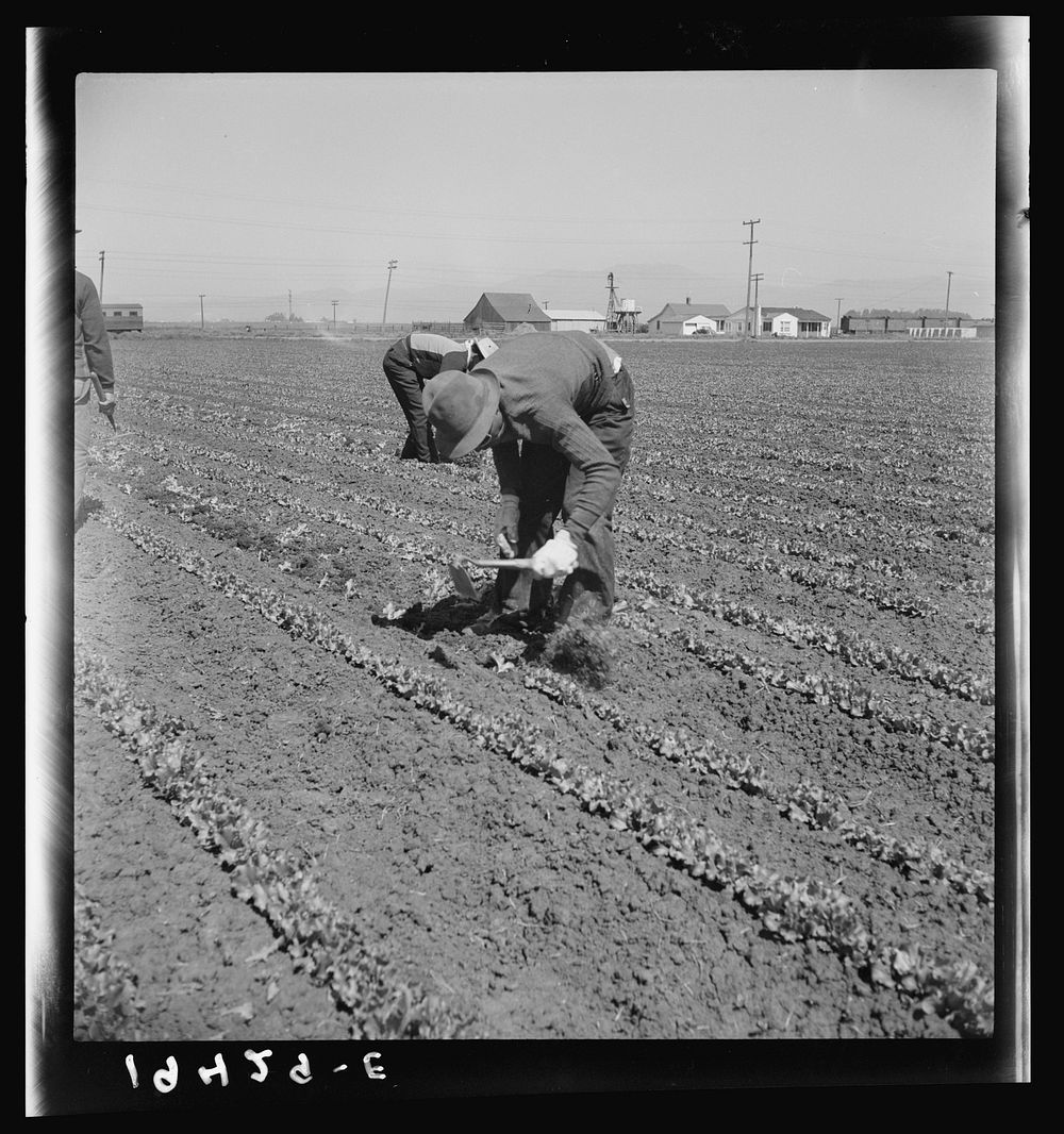 Filipino thinning lettuce. Salinas Valley, California. Sourced from the Library of Congress.