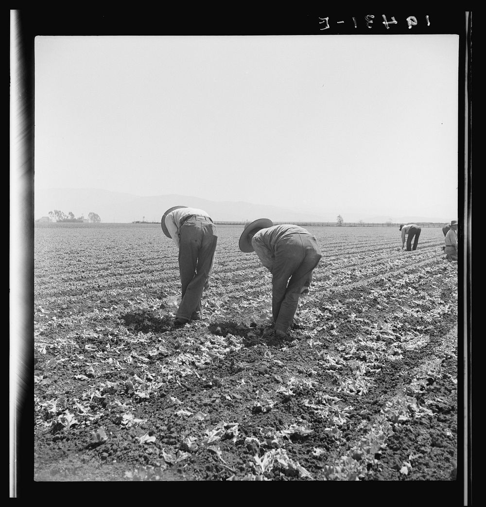 Filipino boys thinning lettuce. Salinas Valley, California. Sourced from the Library of Congress.