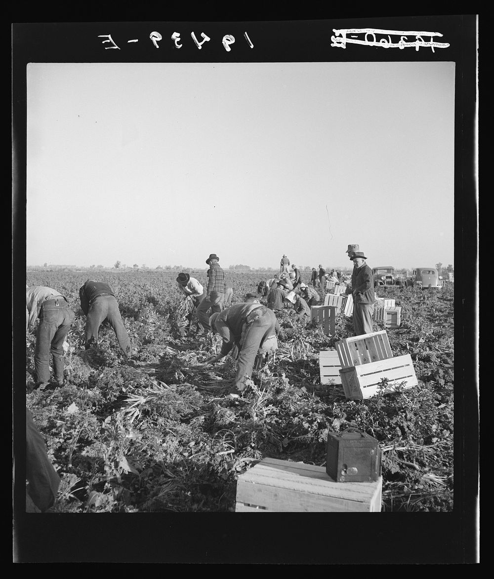 [Untitled photo, possibly related to: Migratory field worker pulling carrots. Imperial Valley, California]. Sourced from the…