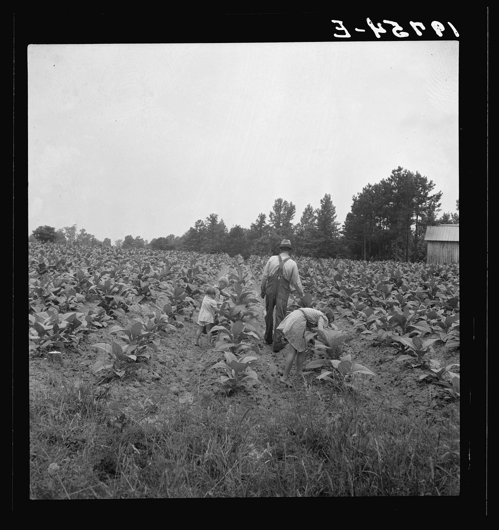 Tobacco sharecropper and his children working on tobacco patch, "topping" and "worming.". Sourced from the Library of…