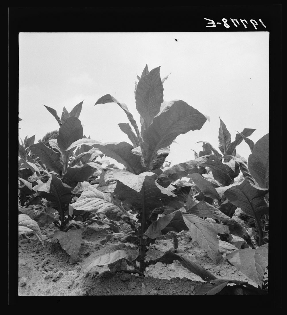 [Untitled photo, possibly related to: Tobacco on Zollie Lyon's place nearly ready for priming. Wake County, North Carolina].…