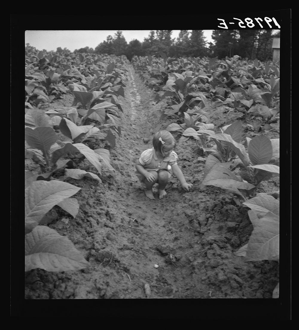 [Untitled photo, possibly related to: Children helping father, tobacco sharecropper, at work in tobacco patch. Person…