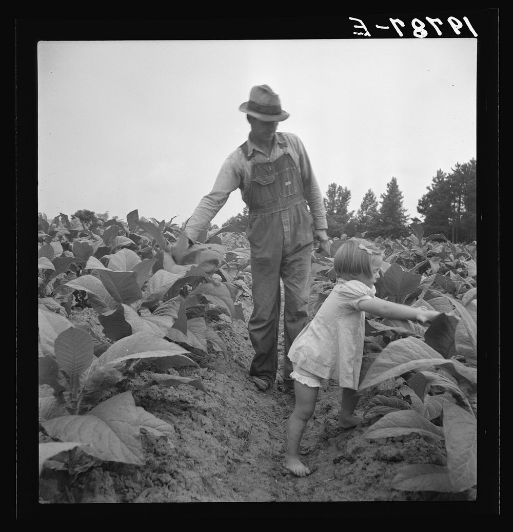 [Untitled photo, possibly related to: Children helping father, tobacco sharecropper, at work in tobacco patch. Person…