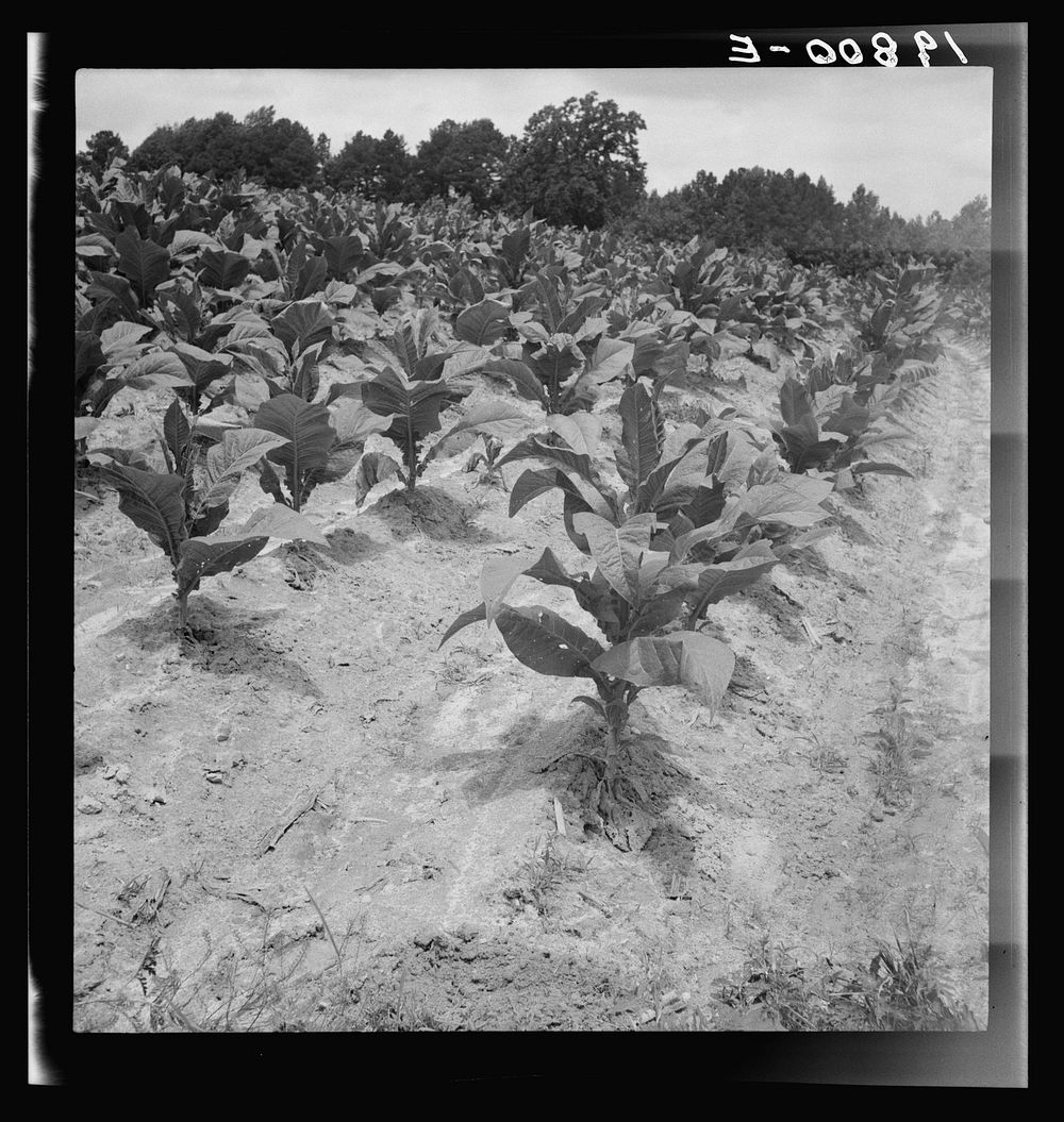 Part of Zollie Lyon's tobacco, nearly ready for priming. Wake County, North Carolina. Sourced from the Library of Congress.