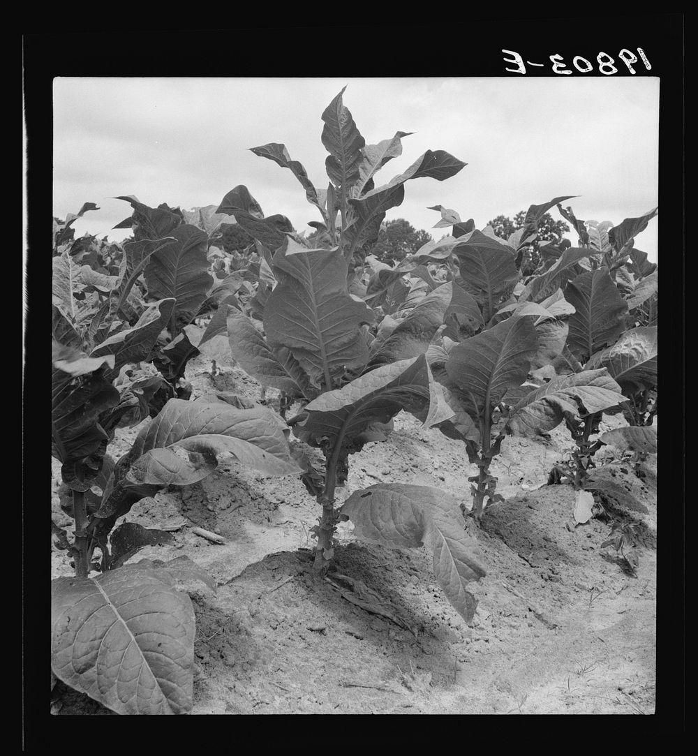 Tobacco on Zollie Lyon's place nearly ready for priming. Wake County, North Carolina. Sourced from the Library of Congress.