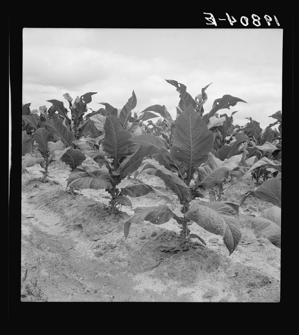 Tobacco worms are bad this year on Zollie Lyon's place. Wake County, North Carolina. Sourced from the Library of Congress.