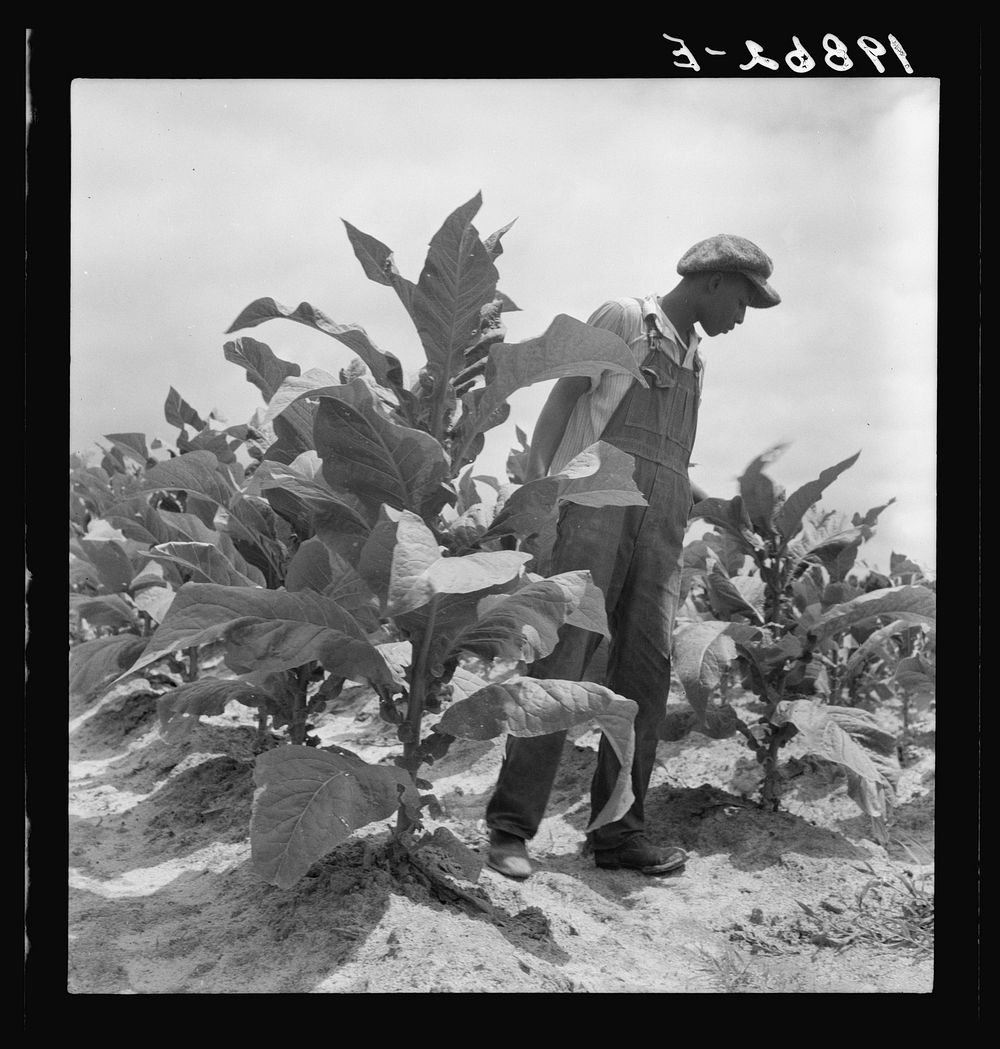 [Untitled photo, possibly related to:  sharecropper's son goes up and down the long rows worming tobacco. Wake County, North…