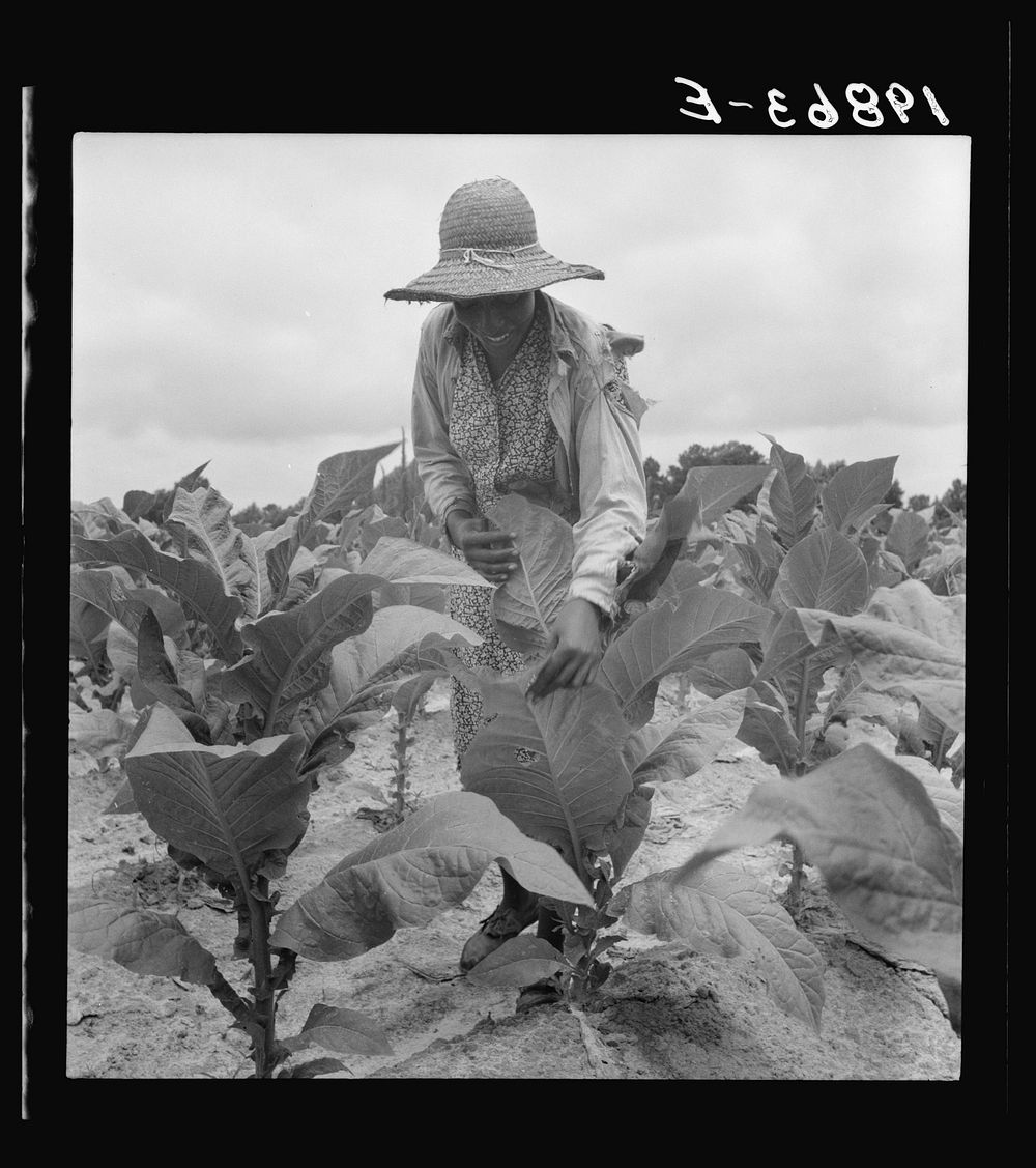 Daughter of  sharecropper goes up and down the rows "worming" the tobacco. Wake County, North Carolina. Sourced from the…