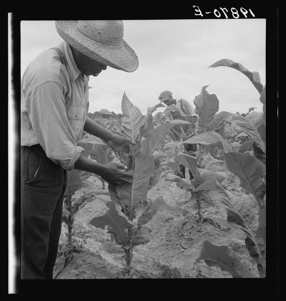 Zollie Lyons and son worming tobacco. Wake County, North Carolina. Sourced from the Library of Congress.