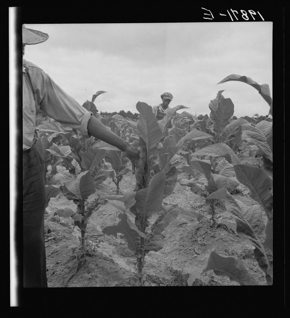 [Untitled photo, possibly related to: Zollie Lyons and son worming tobacco. Wake County, North Carolina]. Sourced from the…