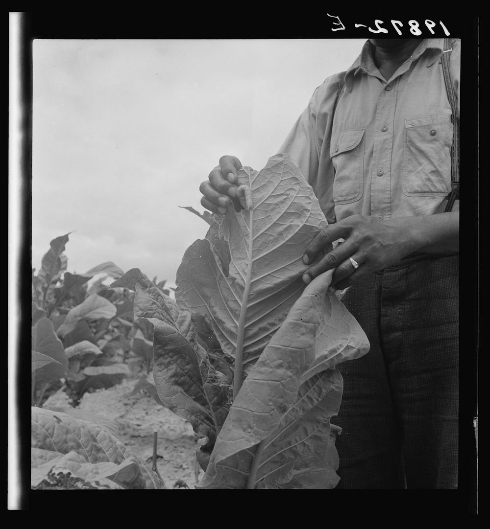 Worming tobacco. Note worm. Wake County, North Carolina. Sourced from the Library of Congress.