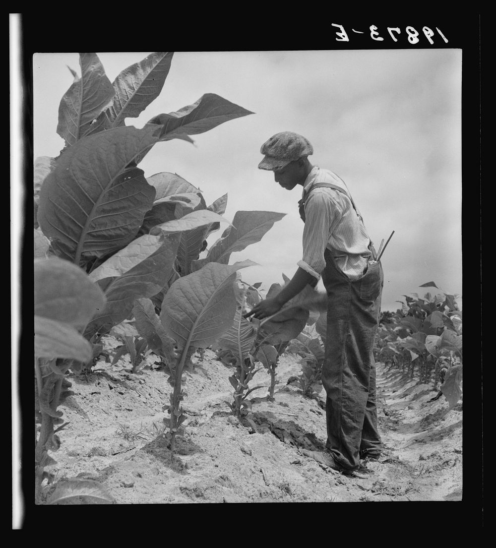  sharecropper's son goes up and down the long rows worming tobacco. Wake County, North Carolina. Sourced from the Library of…