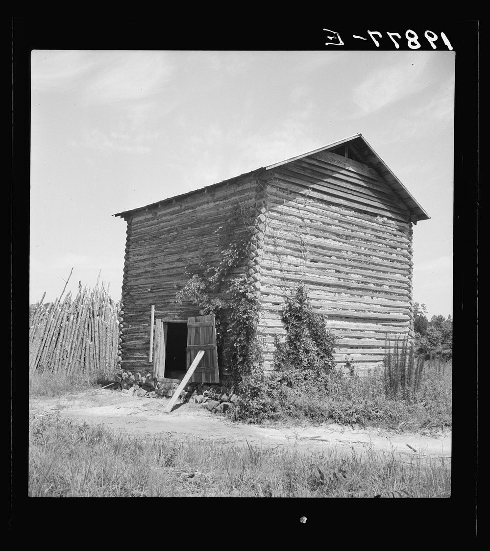 The old tobacco barn (new one under construction.) Note logs stacked in pile on left for firing and curing tobacco. Chatham…