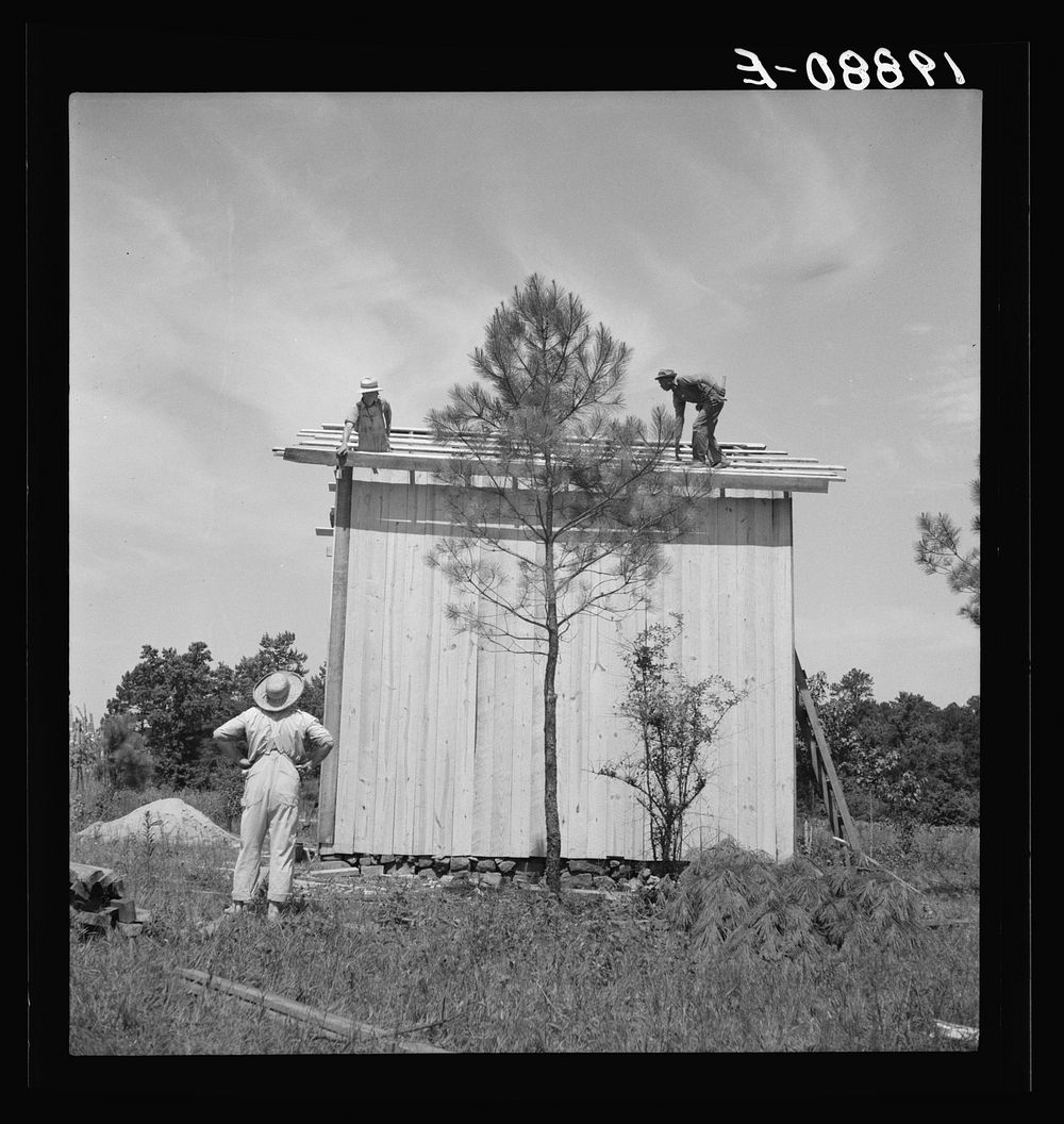 [Untitled photo, possibly related to: Building plank tobacco barn to replace old log one. Building takes approximately one…