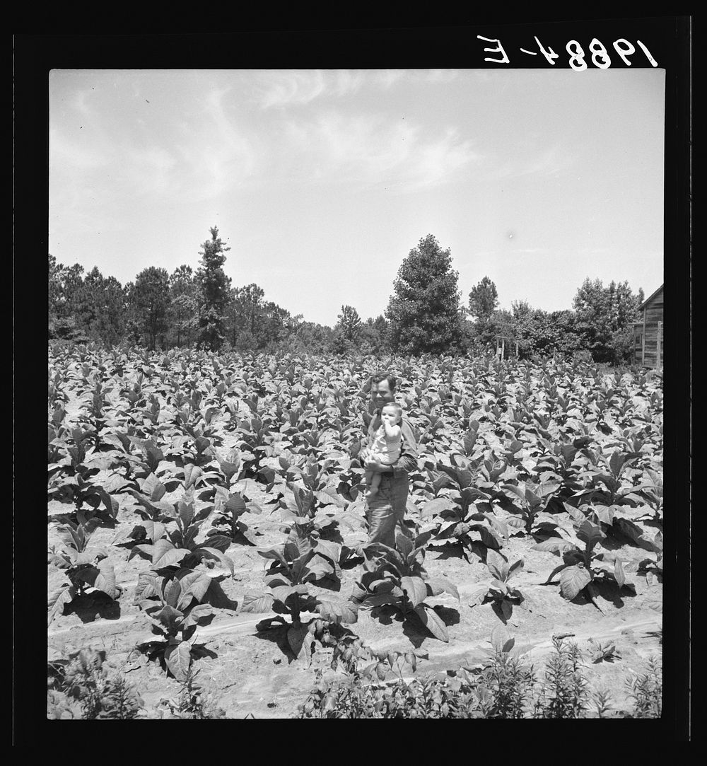 [Untitled photo, possibly related to: Sharecropper with wife and child in their tobacco field. Note that the tobacco grows…