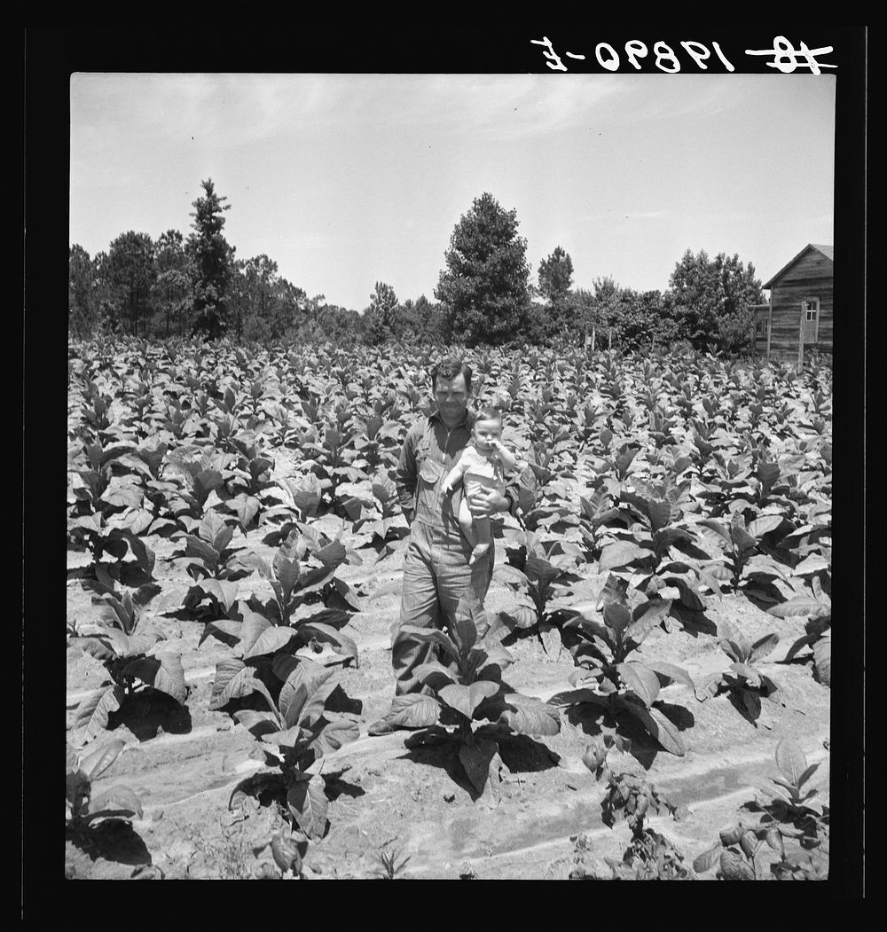 [Untitled photo, possibly related to: Sharecropper with wife and child in their tobacco field. Note that the tobacco grows…