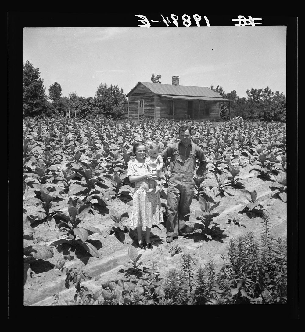 Sharecropper with wife and child in their tobacco field. Note that the tobacco grows up to the front porch. Near Chapel…