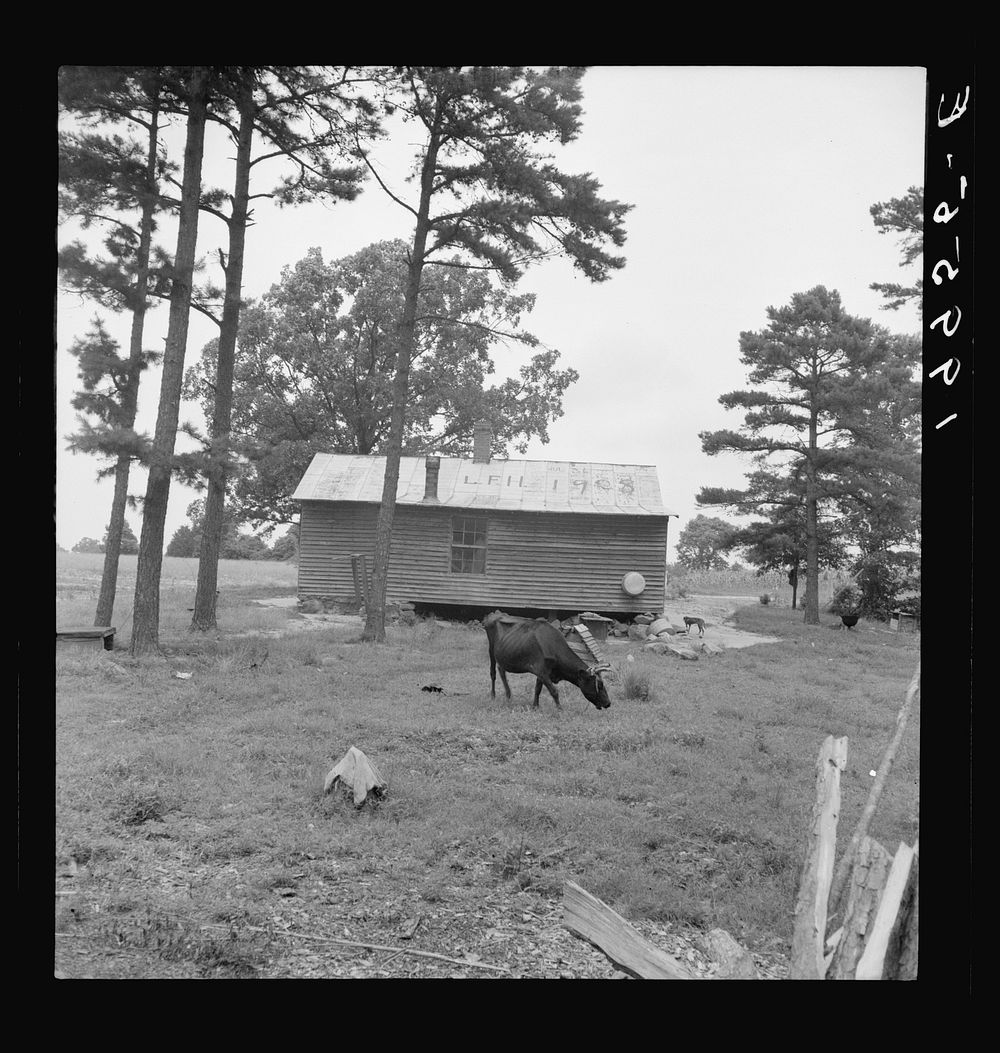  sharecropper house seen from rear. Note pine trees and light sandy soil. Person County, North Carolina. Sourced from the…