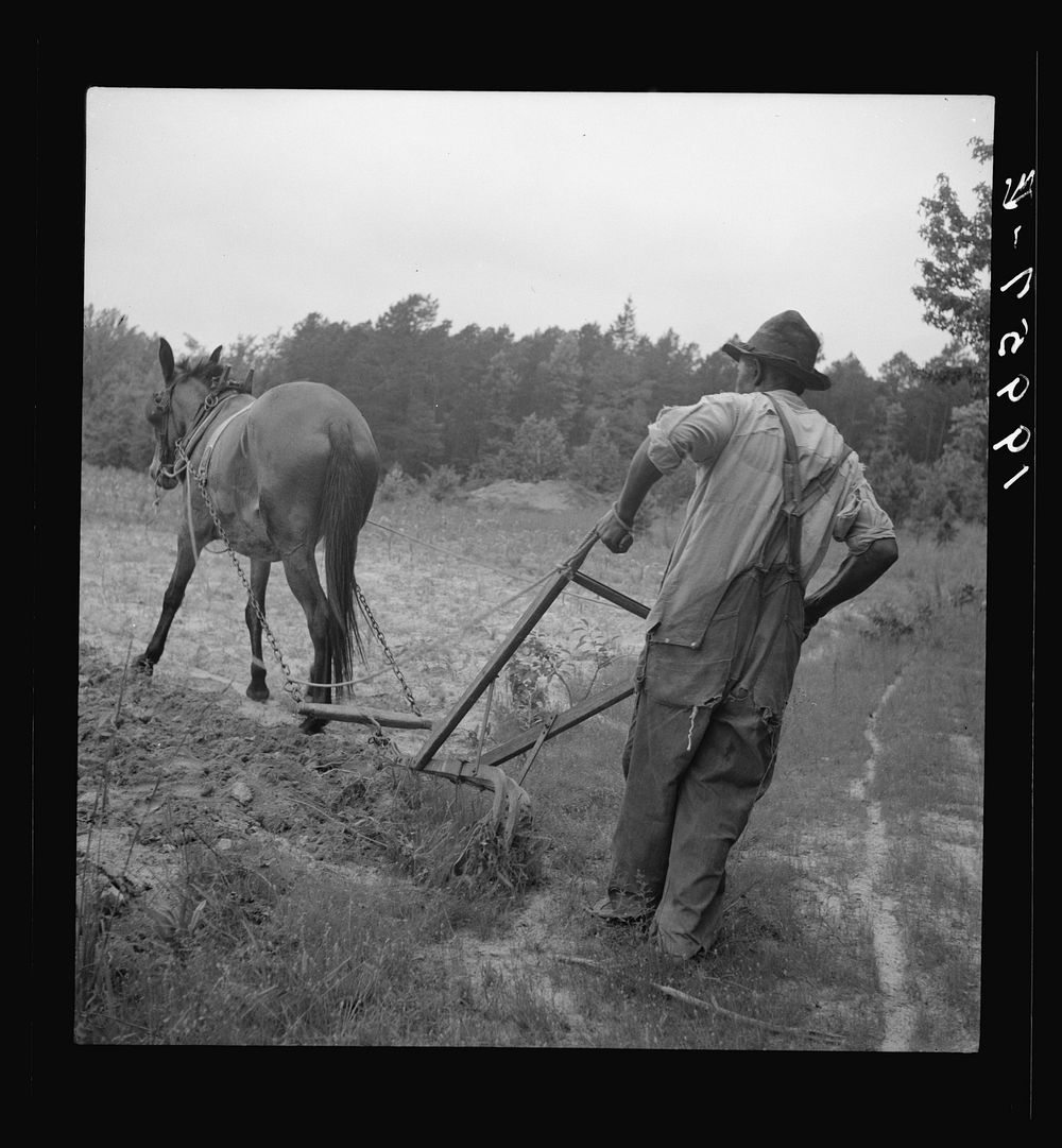  plowing corn. He is a tenant who raises mainly tobacco, and has lived here for four years. The corn field is grassy and…