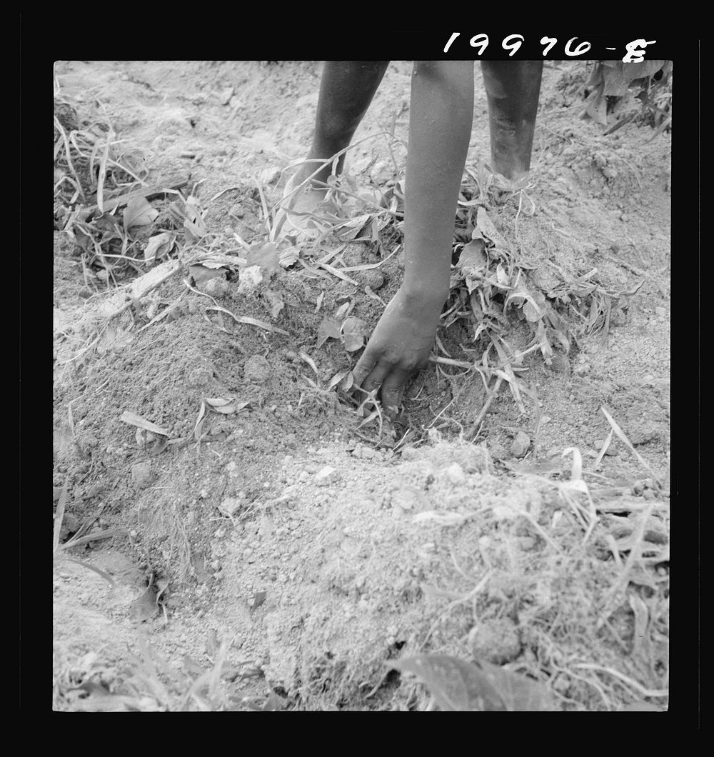 [Untitled photo, possibly related to: Thirteen year old daughter of  sharecropper planting sweet potatoes.  She walks down…