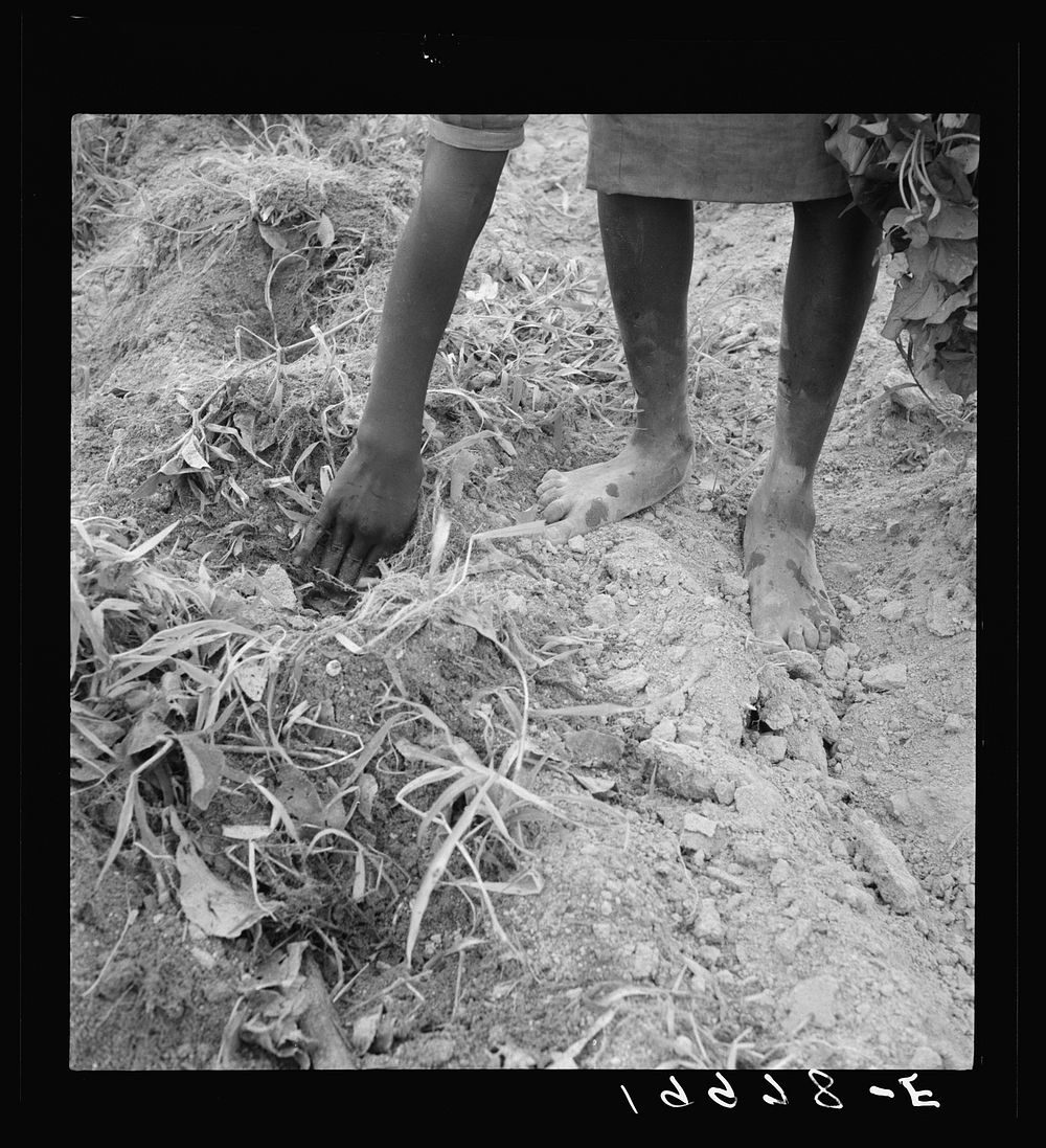 Thirteen year old daughter of  sharecropper planting sweet potatoes.  She walks down the row and places the young plants in…