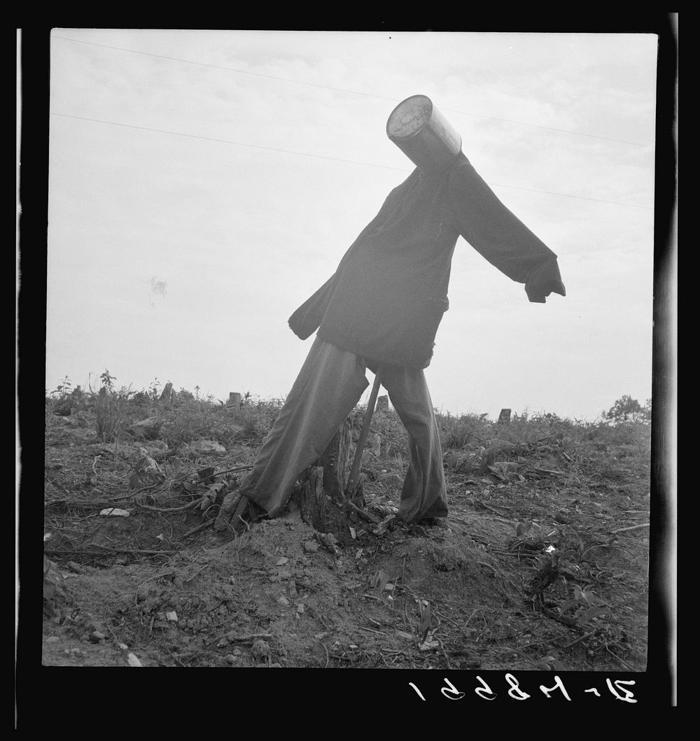[Untitled photo, possibly related to: Scarecrow on a newly cleared field with stumps near Roxboro, North Carolina]. Sourced…
