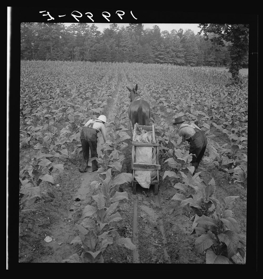 Tobacco field in early morning where white sharecropper and wage laborer are priming tobacco. Shoofly, North Carolina.…