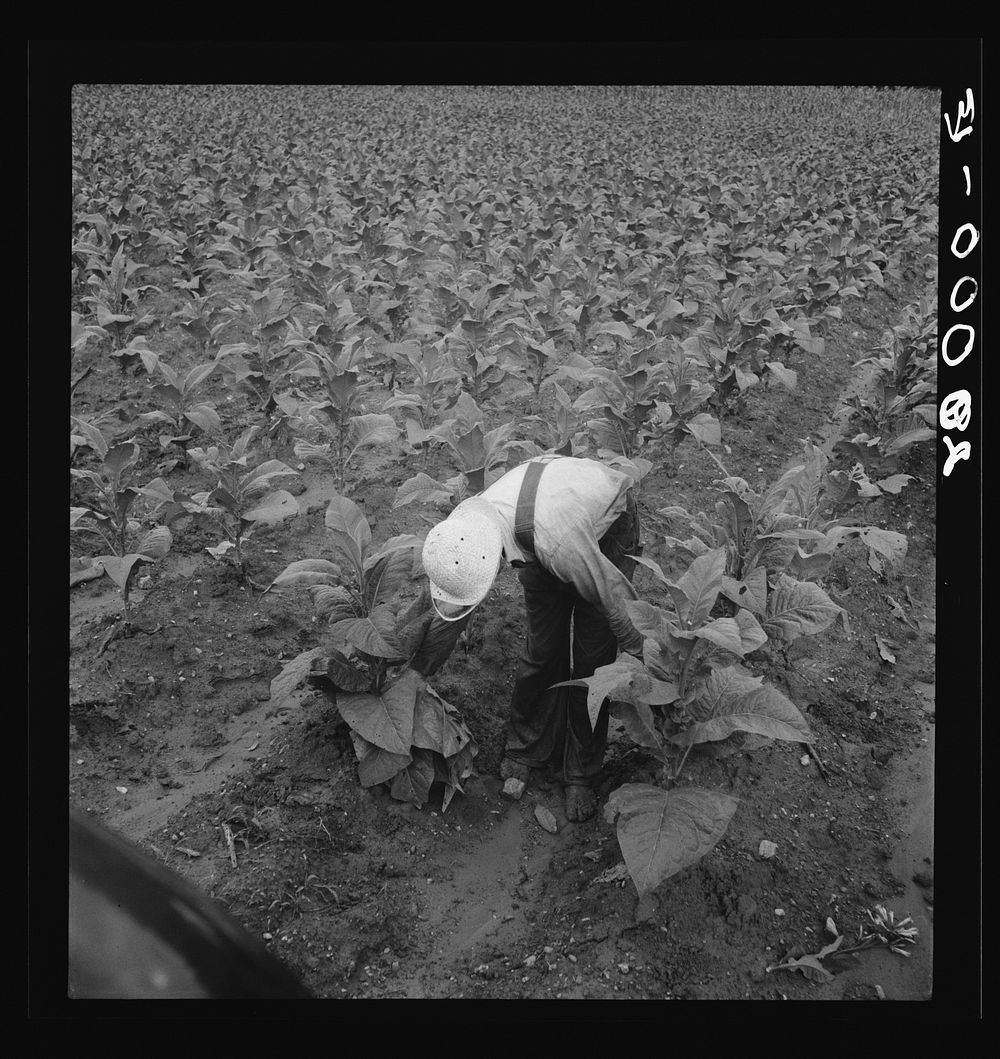 White sharecropper priming tobacco early in the morning. Shoofly, North Carolina. Sourced from the Library of Congress.