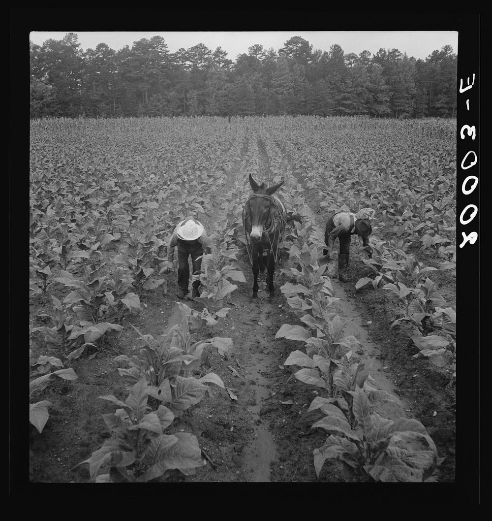 [Untitled photo, possibly related to: Tobacco field in early morning where white sharecropper and wage laborer are priming…