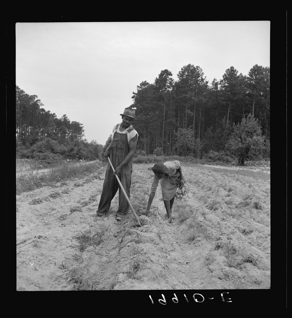 Thirteen year old daughter of  sharecropper planting sweet potatoes. She walks down the row and places the young plants in…