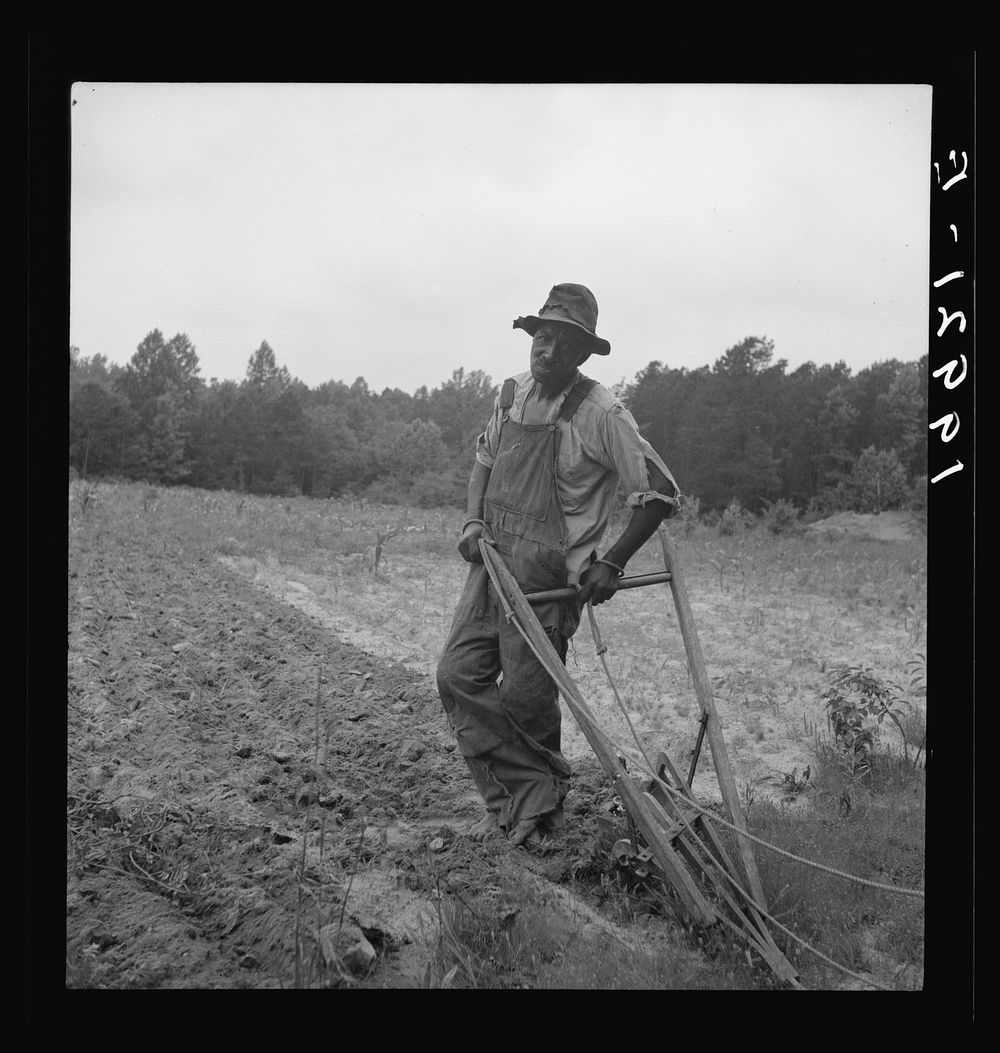  plowing corn. He is a tenant; raises mainly tobacco; has lived here for four years. The cornfield is grassy and poor. On…
