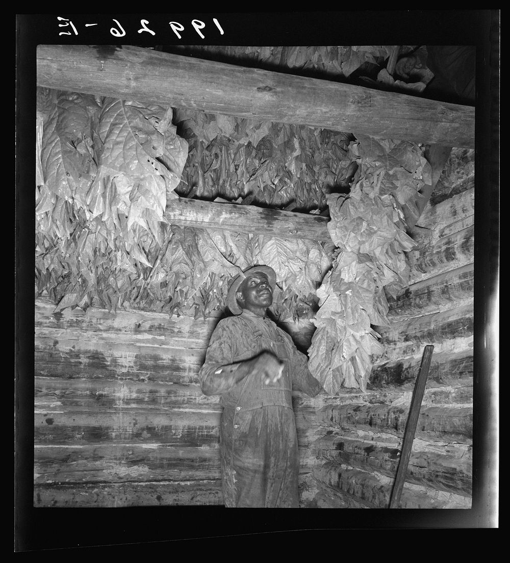 [Untitled photo, possibly related to: Son of sharecropper and sub tenant hanging up strung tobacco inside barn.  Shoofly…
